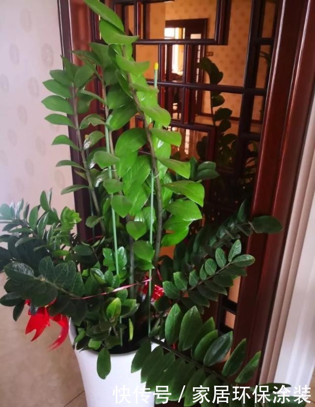  #长寿花#养花技巧：这5种花不用买了，蹭掉的叶子塞盆里，立马又冒一大盆