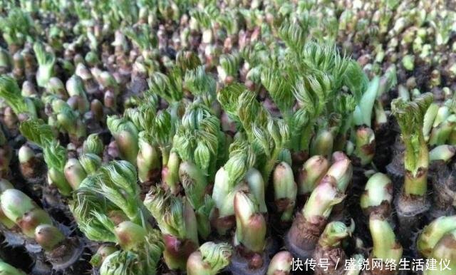  我国|这树满身刺，营养不输人参，我国种植少有人吃，出口日本成