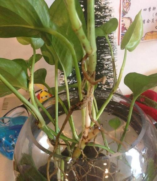  『绿萝』绿萝疯长不黄叶的秘诀，只要这样照料就可以！