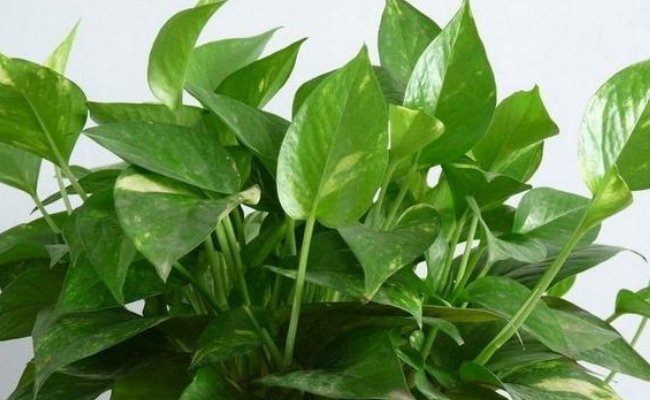 「绿萝」绿萝可是植物界有名的'小酒鬼',给绿萝喝一勺,叶子绿的滴油