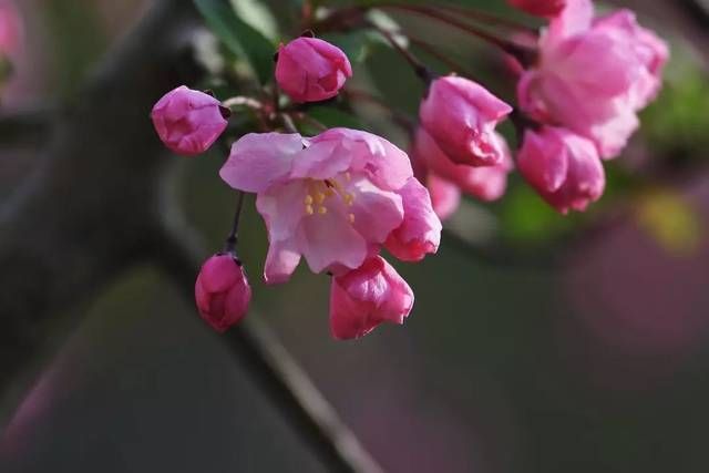 「西府海棠」人间最美四月天,百花齐放争鸣时,唯有海棠最妖娆!