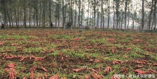  「养活」曾被偷带入境，养活了千万国人，如今遍地种植，农民拿