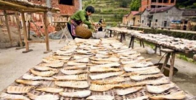  「商贩」再遇销路难，未见商贩来收，越长越没分量，农民只能全挖回家