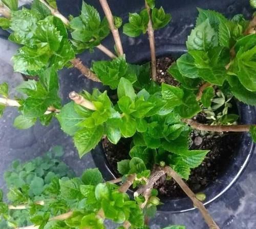  「超生」绣球花第一年开花就成了超生游击队需要修剪吗？会不会导致大小年
