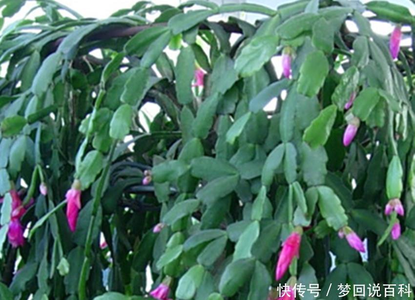 「绿萝」三个小方法,长寿花、绿萝、蟹爪兰叶子越养越绿,越养越肥!