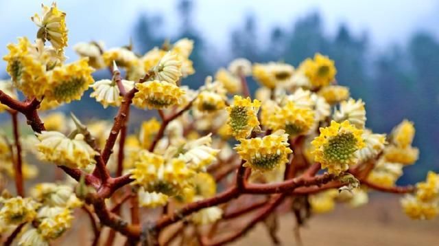 柔毛:结香花,别名梦花树,花多数,黄色,芳香,成顶生头状花序