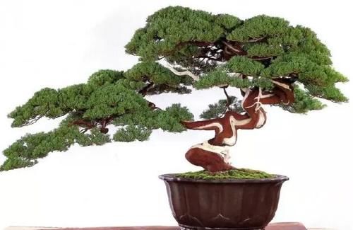 『成活率』妙手回春四大法！盆景修剪用这样的方法成活率更高！