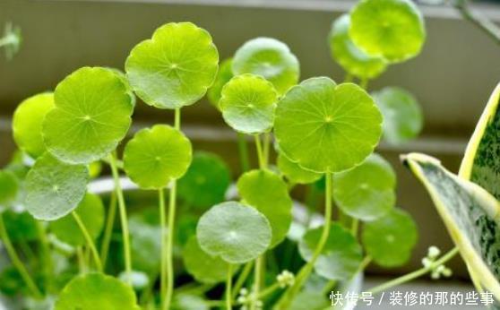 「适合」在家最适合养这3种花草,既好养寓意还佳,家人兴旺财源广