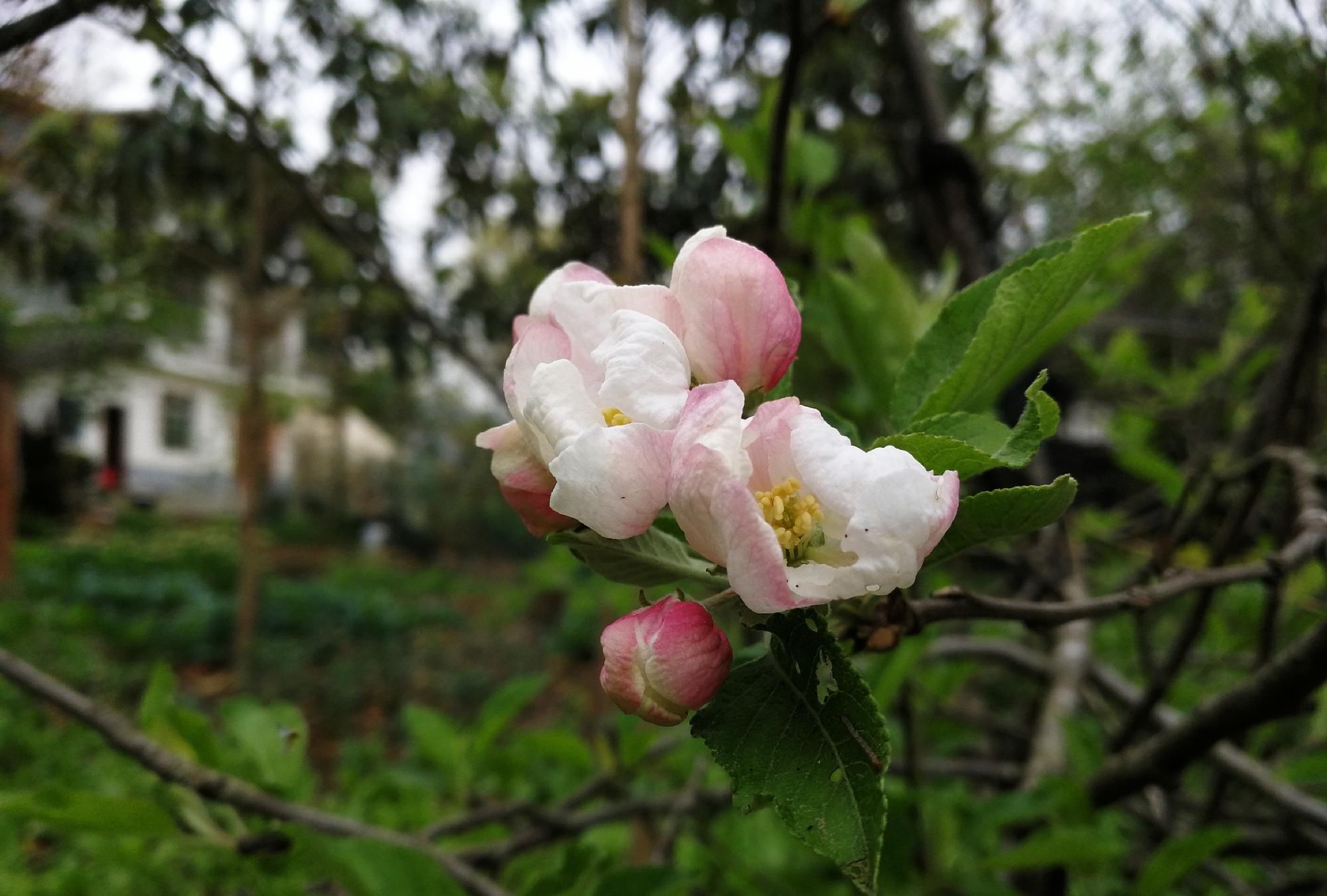  『平凡』四川植物图鉴｜平常却不平凡的苹果花