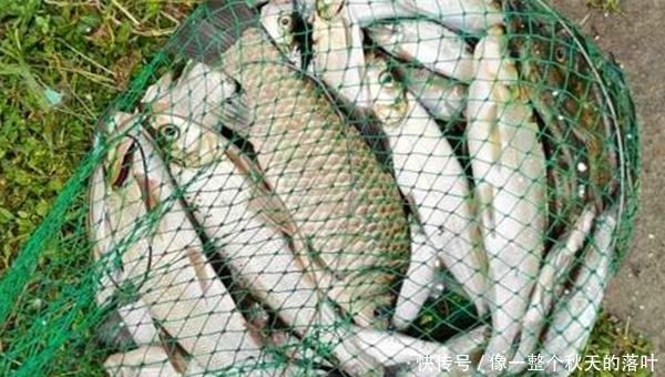 夏季|夏季手竿钓翘嘴,钓组搭配和垂钓要点,飞铅钓是不二选择!
