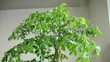  幸福树■新的一年，别再养花了，室内养3种“树”，比花好看，还旺运