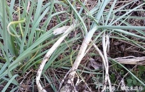 根茎:农村的农田里,有1种“小根蒜”值钱,碰到要爱护,根茎也珍贵!