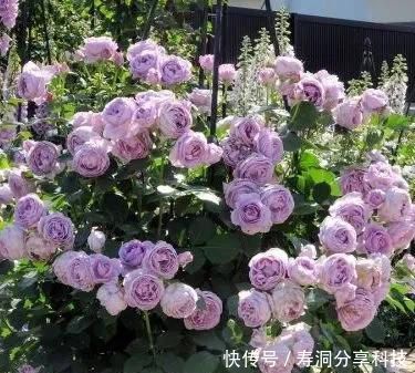 「品种」梦幻悠长,无法抗拒,月季的那抹蓝紫色美得清凉又高级!