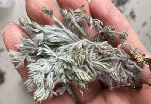  菌陈■路边这杂草，农村路边就有，却在超市卖40元一斤，人称“