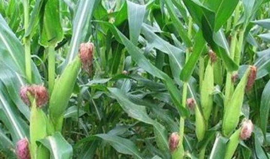优质■玉米减肥瘦身,营养丰富,农民教你掌握种植技巧收获优质高产玉米