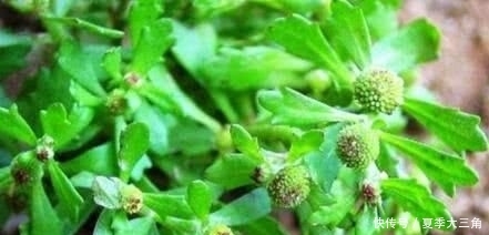  『养花久』1种野草，人称“鹅不食”，农民砍了当柴烧，殊不知，能治咳喘