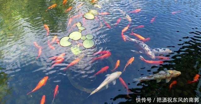  「少打一点窝料」窝量有多有少，打对最为重要！把握这4点，钓鱼打窝不头疼