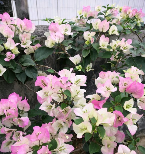  #三角梅#三角梅要怎么养才会开花?