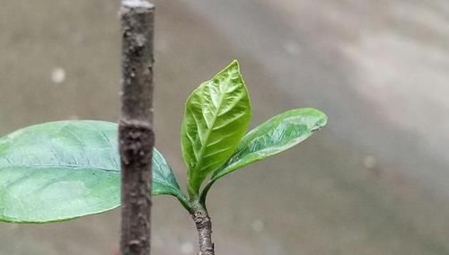  栀子花■分享一下栀子花盆栽洗根的优点和洗根上盆以后怎样养护才不会死苗