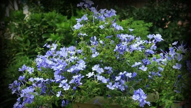  「蓝雪花」你的阳台离小花园差这3种花，种上后，给你带来不一样的生活感受