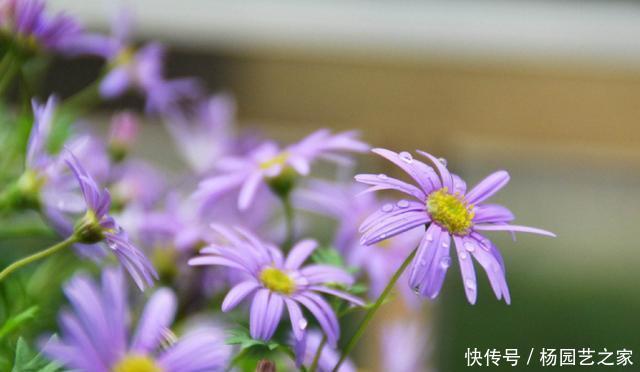 『花香』春天养花,就养个能爆盆的,开花花量大颜色丰富,满屋都是花香