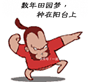 『要下雨』兰花越养越多的秘诀,谨记“分株9步骤,养护9句决”!