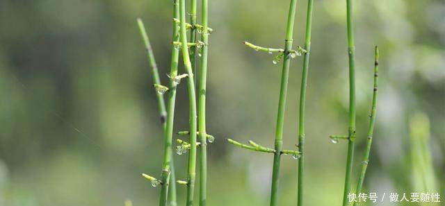 让农民痛恨的田间杂草，原来有这么大的用处，可好多人都不知道