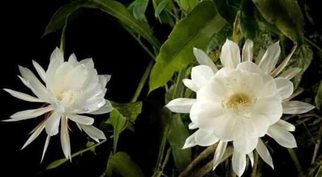  「于昙花」昙花养护过程中，做好几个细节，开完一茬接一茬，次次开爆盆