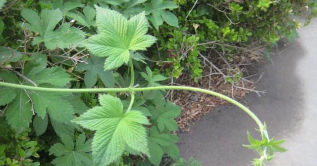  除掉@此物若长在您家路旁，切勿除掉，要重视，因为价值太高了
