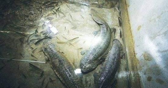  保护动物|曾卖2千元一条，如今价钱大跌，一斤不足20元，养了没