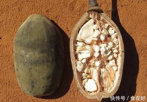  非洲■非洲“生命之树”，每年都救活无数人，果实味道堪比面包！