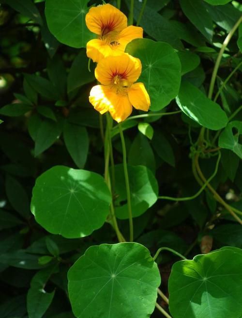 【常见】有一种莲花,不需要水,一年四季都开花,花香色艳,绿化带常见