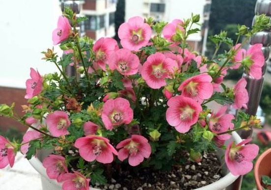  『花被』此花被称为“开花机器”，全年开花不断，花开繁盛惹人爱，美爆了