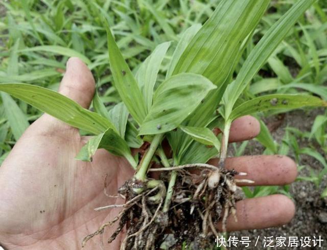  【白芨】人称“白芨”，从远处看像杂草，根茎肥大、价值高，如今珍贵！