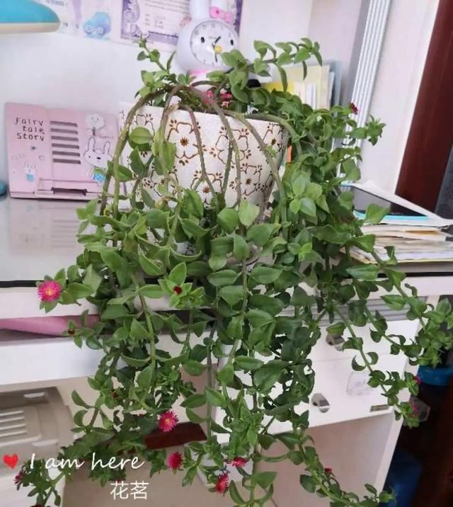  [窜成]18种花，挂窗台窜成绿窗帘，天热了遮阴真凉快！