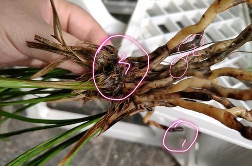  『兰花的芦头』兰花养着养着就烂根发臭了怎么回事？原来是上盆进入了误区