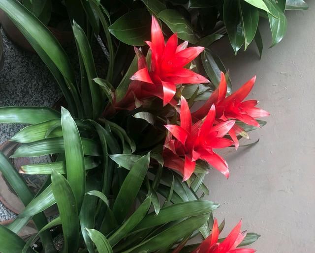  【侧芽】鸿运当头就是凤梨，凤梨烂心了不要丢，憋侧芽分株养出大穗花