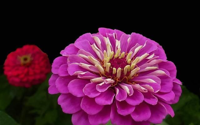  「很漂亮」3种花是花中劳模,一年四季开花不断,花大色艳很漂亮,谁养谁爱