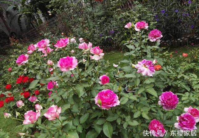 「只养」只养这1种花,就能打造绝美花园和阳台!月季品种和养护要点!