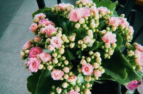  长寿：长寿花只长叶不开花？注意这几点，一年能开200多天！