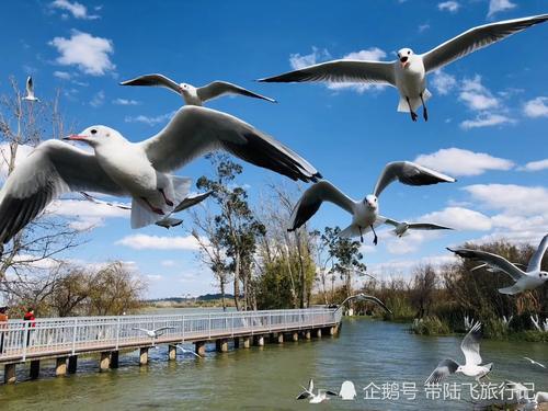 冬日里来一次说走就走的肆意温暖-昆明