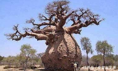 中国引进一种很神奇的树, 可储存12吨的水, 却被其他国家当做笑话