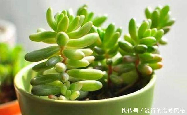 『种子』通过种子萌发成盆栽,为何没有一棵苗?少了哪一步?