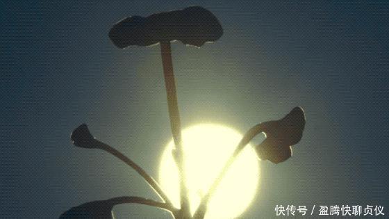 这部纪录片央视发力了，每一帧都可以当壁纸，BBC也无法超越