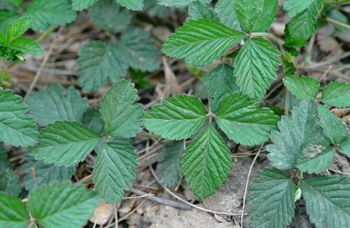 农村茅厕边的“草莓”，老人说蛇爬过不能吃，殊不知价值好珍贵