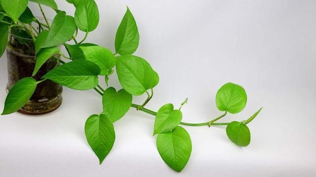  『松软』家养绿植它最爱“吃醋”，半个月来2滴，土壤松软，根系长得旺！