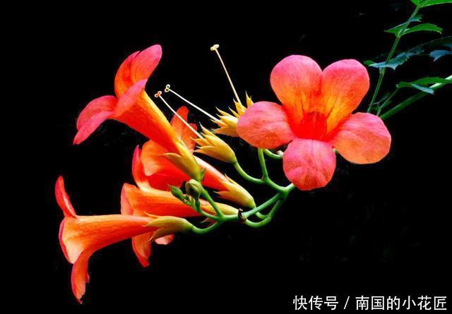 『花园』3种花绚烂漂亮,好养易活爆盆简单,四季都能赏花,养出小花园