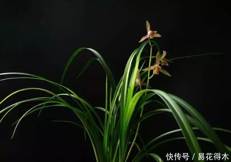 『生长期』兰花生长缓慢或停滞莫急,也许是未到生长时