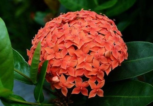  【绿萝】阳台上养这些植物，比绿萝还好养，观赏价值又高，花开美艳动人