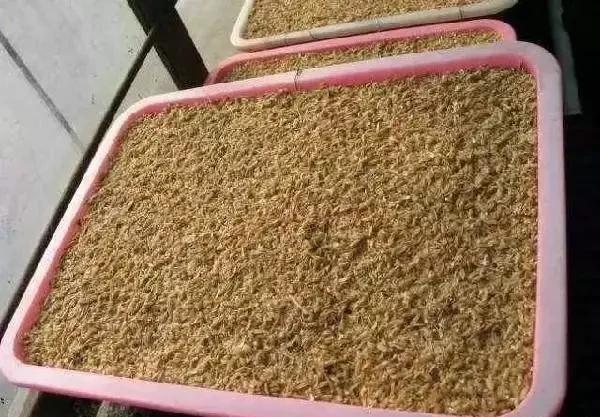 此种|生活中遇到此种“废料”带回家,养花扦插好方便